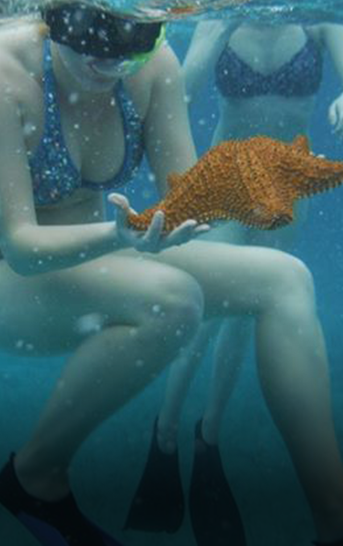 Snorkel the largest barrier reef in the Americas